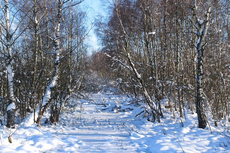 заказник Торфовище Білогорща