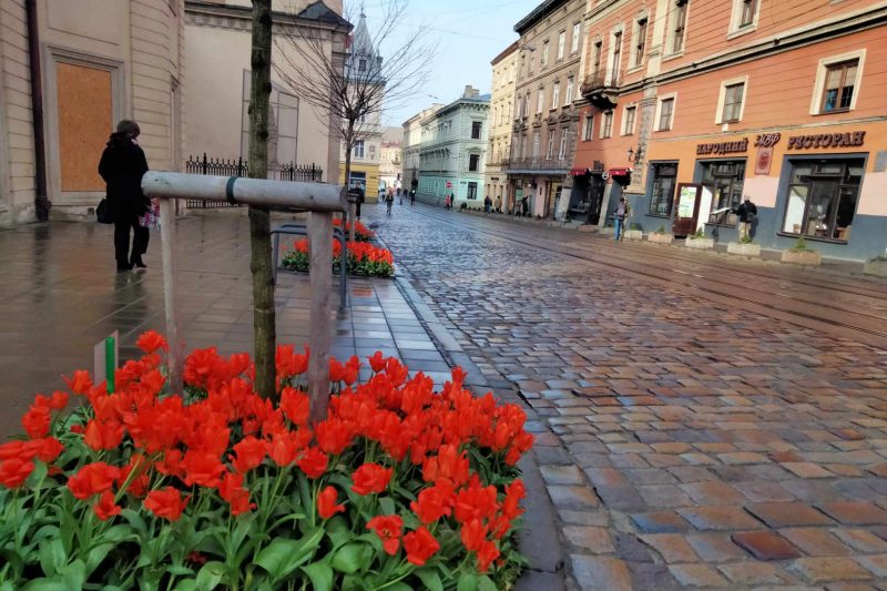 Тюльпани у Львові