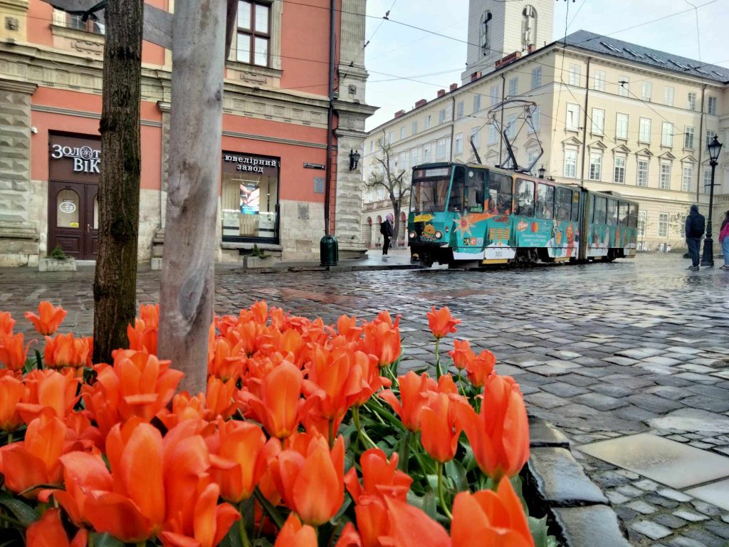тюльпани у Львові