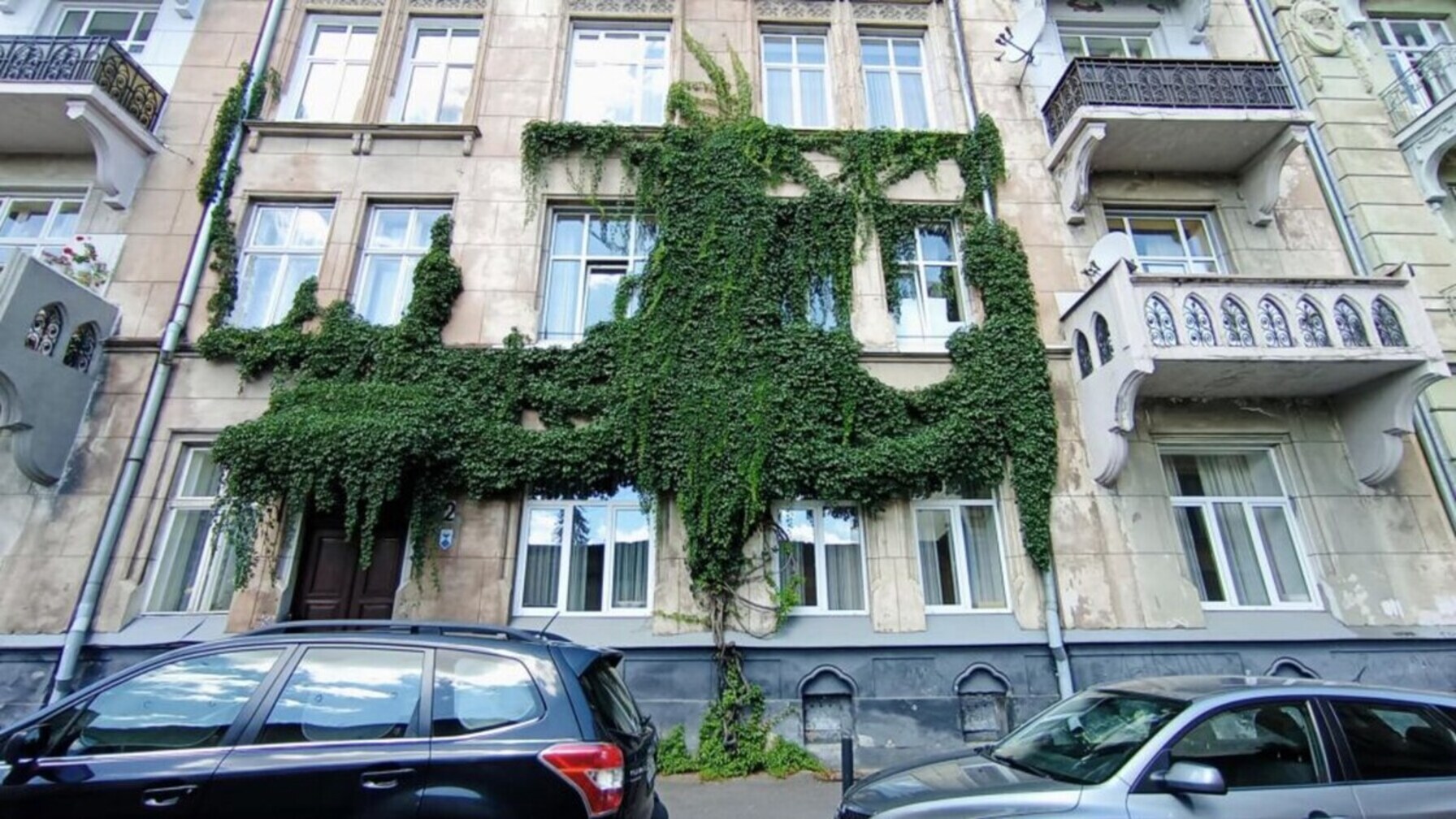 виткі рослини